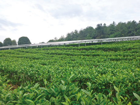 实验项目调研：茶、光伏和最优解AG真人平台华能贵州茶光互补(图2)